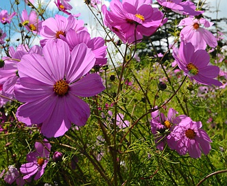 Cosmos bipinnatus