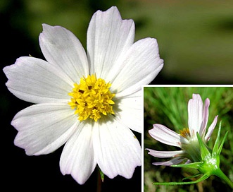 Cosmos parviflorus