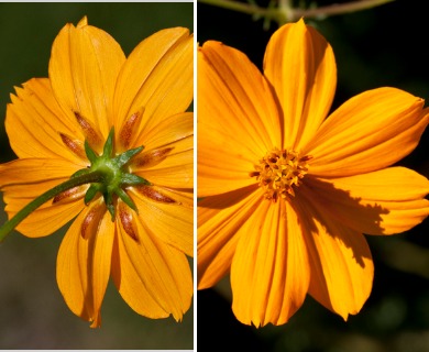 Cosmos sulphureus