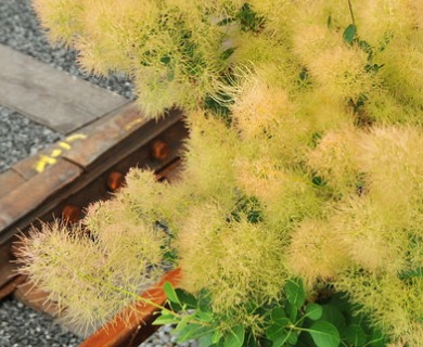 Cotinus coggygria