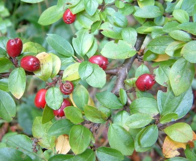 Cotoneaster divaricatus