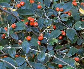 Cotoneaster franchetii