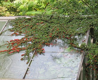 Cotoneaster horizontalis