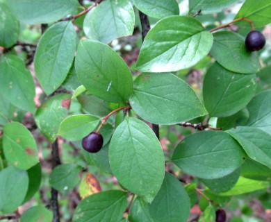 Cotoneaster lucidus