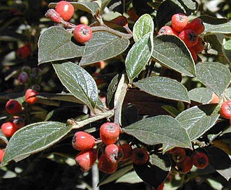 Cotoneaster pannosus