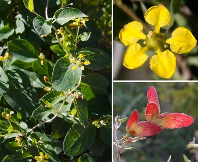 Cottsia californica