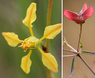 Cottsia gracilis