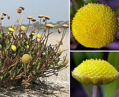 Brass Buttons, Common Brass Buttons: Cotula coronopifolia