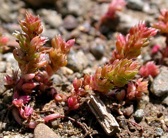 Crassula tillaea