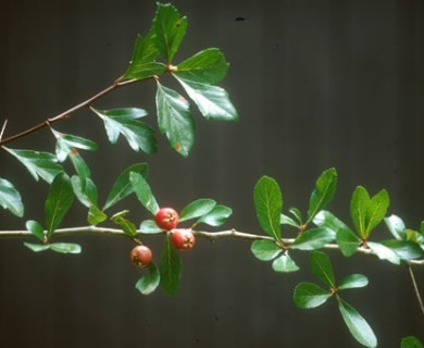 Crataegus aestivalis