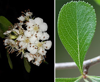 Crataegus berberifolia