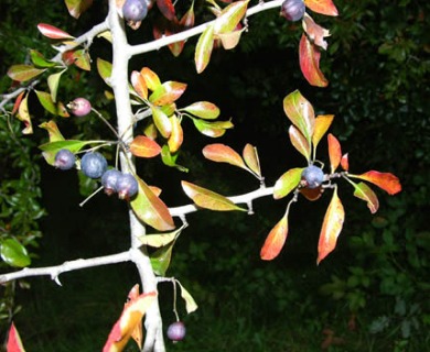 Crataegus brachyacantha