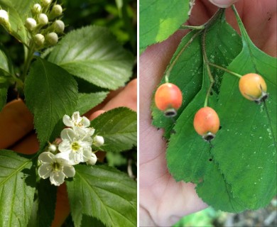 Crataegus calpodendron