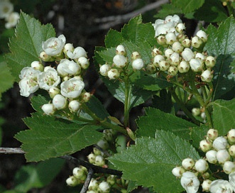 Crataegus castlegarensis