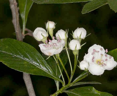 Crataegus collina