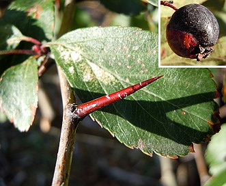 Crataegus douglasii