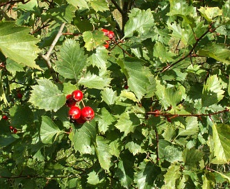 Crataegus flabellata