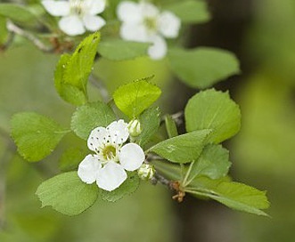 Crataegus flava