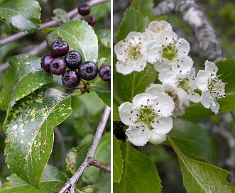 Crataegus gaylussacia