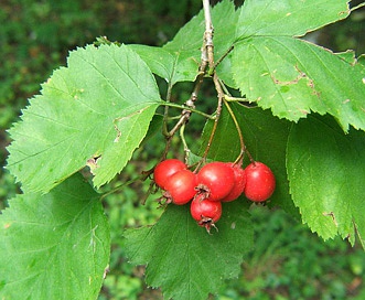 Crataegus intricata