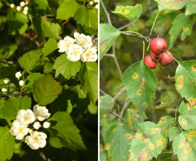 Crataegus iracunda