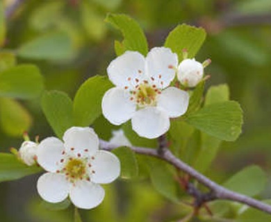 Crataegus lassa