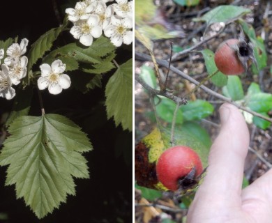 Crataegus mollis