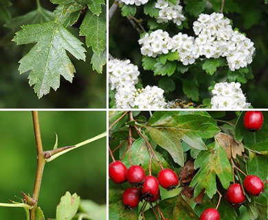 Crataegus monogyna