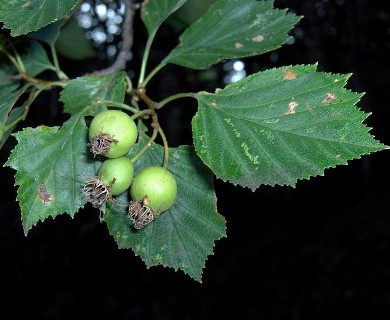 Crataegus pruinosa