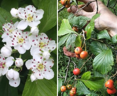 Crataegus punctata