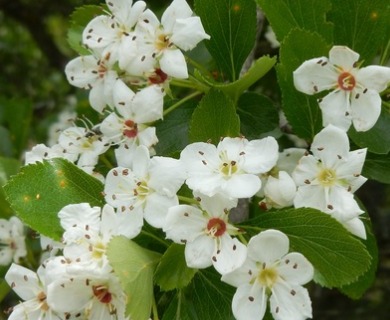 Crataegus reverchonii