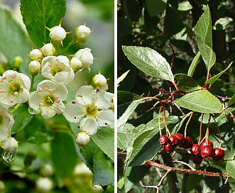 Crataegus rivularis