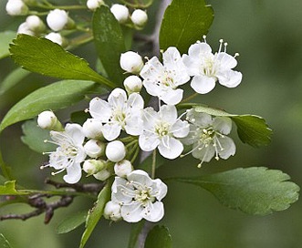 Crataegus spathulata