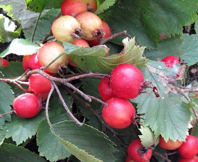 Crataegus submollis