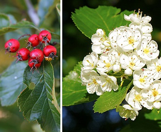 Crataegus succulenta