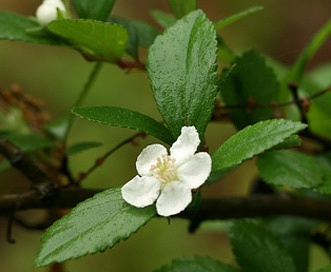 Crataegus uniflora