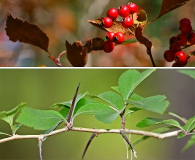 Crataegus viridis