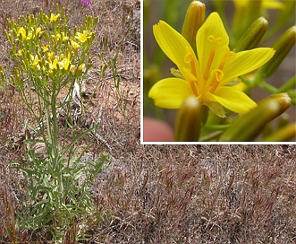 Crepis acuminata