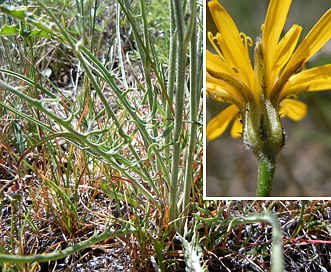 Crepis atribarba