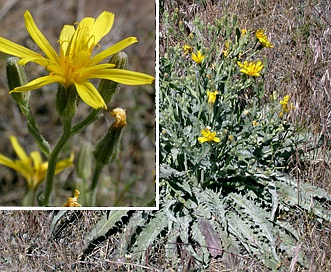 Crepis bakeri