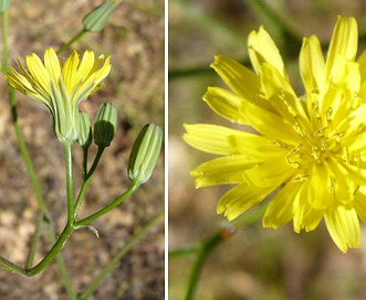 Crepis pulchra