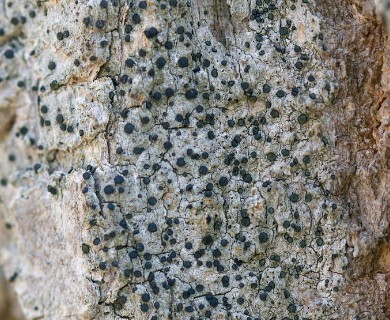 Cresponea chloroconia