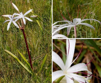 Crinum americanum