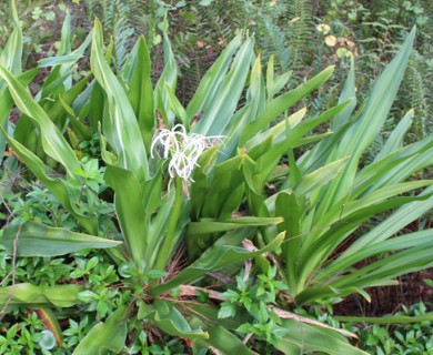 Crinum asiaticum