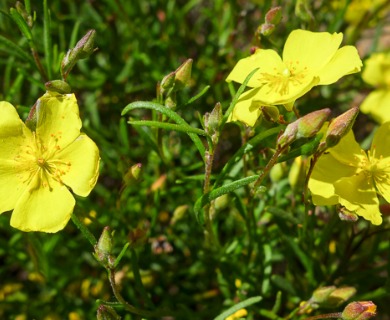 Crocanthemum aldersonii