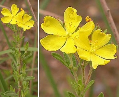 Crocanthemum bicknellii