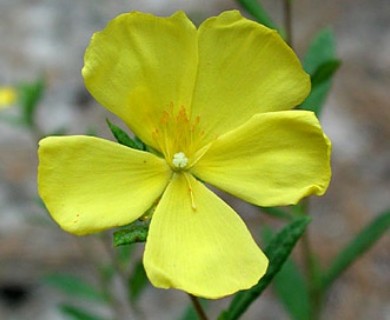 Crocanthemum canadense