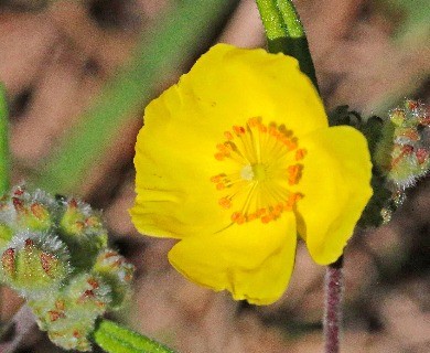 Crocanthemum corymbosum