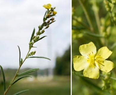 Crocanthemum rosmarinifolium