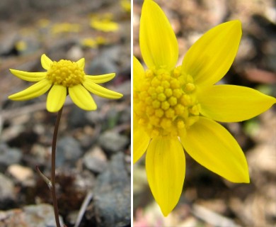 Crocidium multicaule